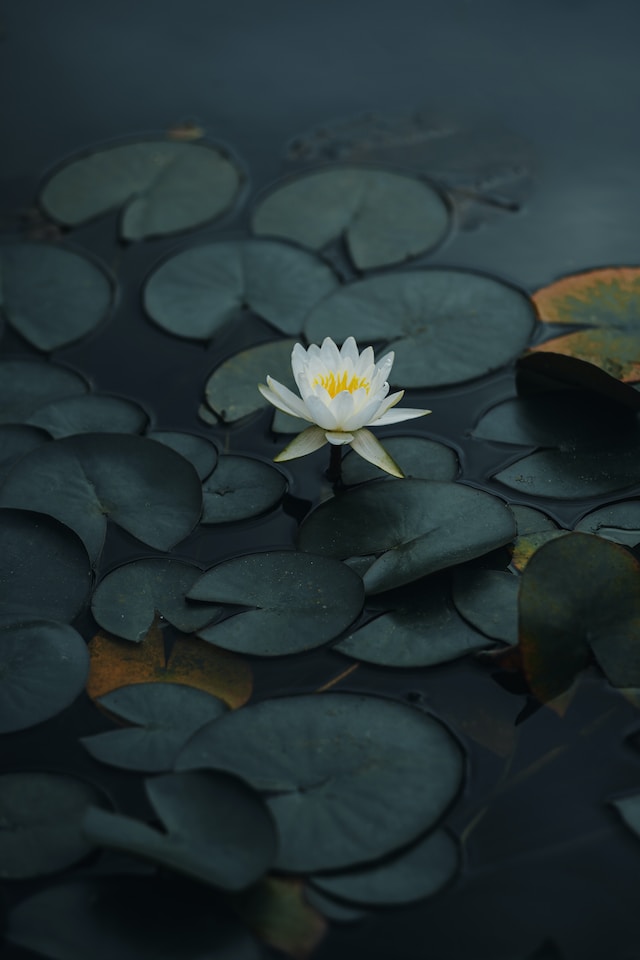 The plural of lotus is lotuses or lotus